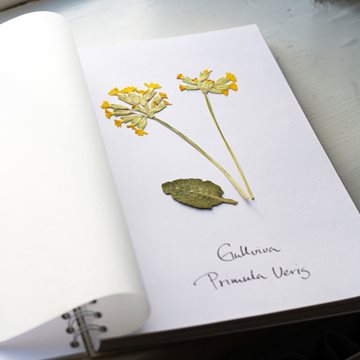 Herbarium lehtiö