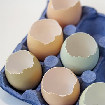 Tyhjennä munat